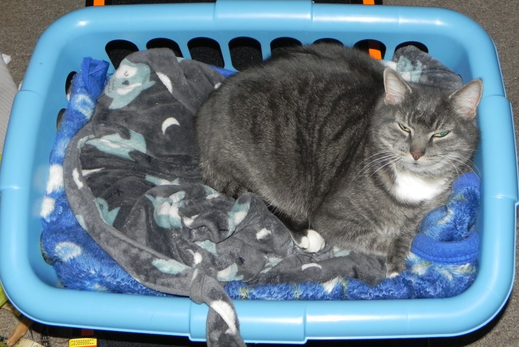 Animal, cat, clothes basket