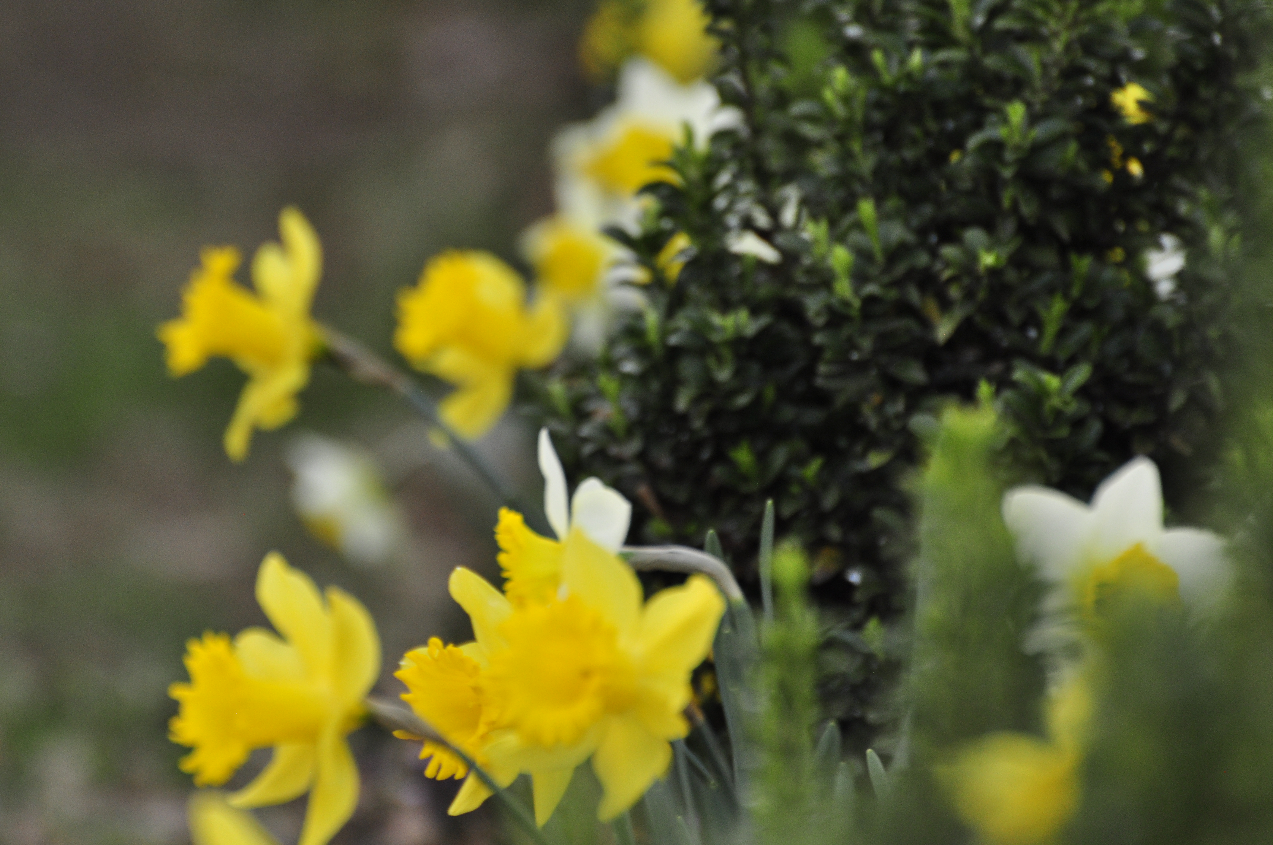 Scenery, nature, flowers, daffodil, yellow, companion image