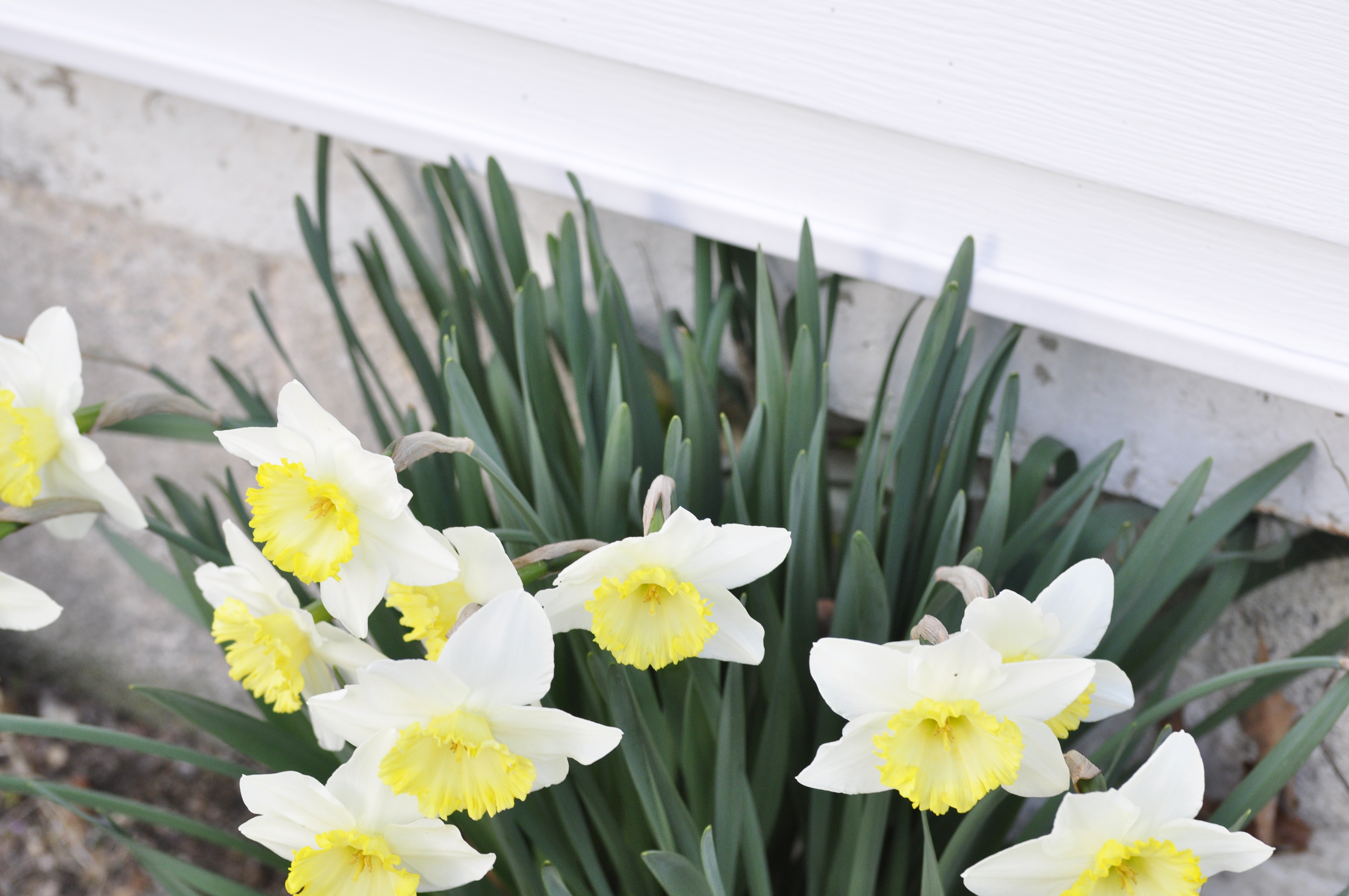 Scene, scenery, nature, flowers, white, yellow, daffodil, companion image